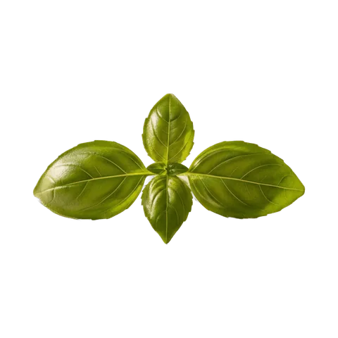 Basil